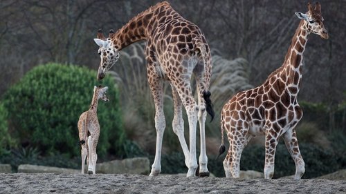 giraffes at dublin zoo