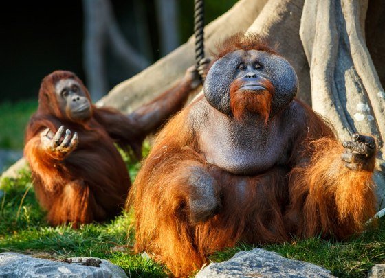 Animals lazing around at Dublin Zoo habitats