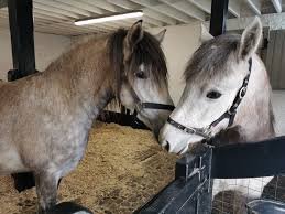 Two Horses at Newbridge House & Farm