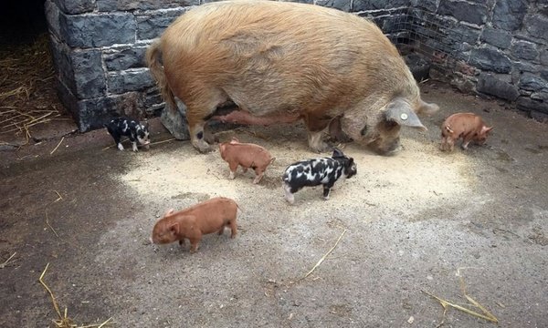 Pig-Piglets-Newbridge-House